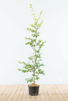 Rotbuche Fagus Sylvatica Hecke 125-150 Topf Buche / Rotbuche Fagus Sylvatica 125-150 cm
