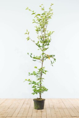 Rotbuche Fagus Sylvatica Hecke 150-175 Topf Buche / Rotbuche Fagus Sylvatica 150-175 cm