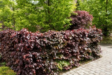 Blutbuche Fagus Sylvatica Atropunicea Hecke 80-100 Topf