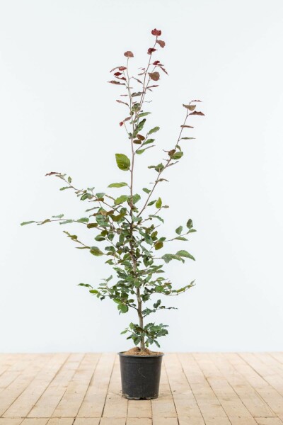 Buche / Blutbuche Fagus Sylvatica Purpurea 100-125 cm