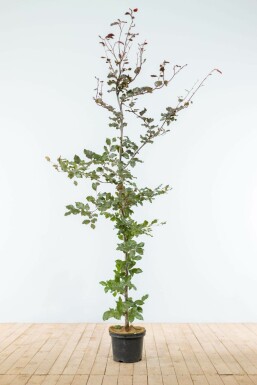 Blutbuche Fagus Sylvatica Atropunicea Hecke 175-200 Topf Buche / Blutbuche Fagus Sylvatica Purpurea 175-200 cm