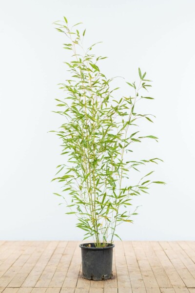 Bambus / Phyllostachys Bissetii 80-100 cm