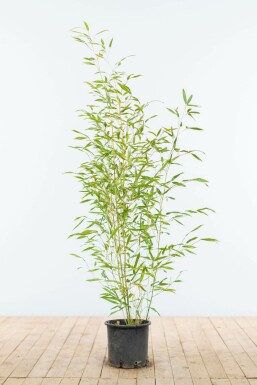 Bambus Phyllostachys Bisetti Hecke 80-100 Topf