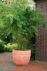 Bambus / Phyllostachys Bissetii 80-100 cm