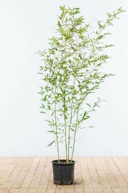 Bambus / Phyllostachys Bissetii 125-150 cm - Topf