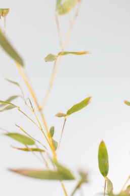 Bambus Phyllostachys Bisetti Hecke 150-175 Topf Bambus / Phyllostachys Bissetii 150-175 cm