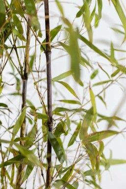 Schwarzer Bambus Phyllostachys Nigra Hecke 80-100 Topf Schwarzer Bambus / Phyllostachys Nigra 80-100 cm