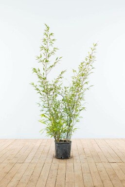 Schwarzer Bambus Phyllostachys Nigra Hecke 100-125 Topf Schwarzer Bambus / Phyllostachys Nigra 100-125 cm