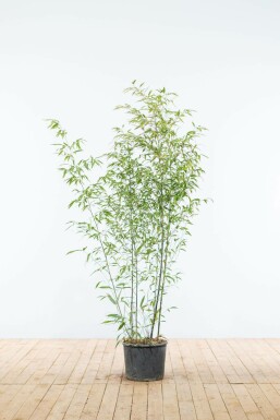 Schwarzer Bambus Phyllostachys Nigra Hecke 125-150 Topf Schwarzer Bambus / Phyllostachys Nigra 125-150 cm