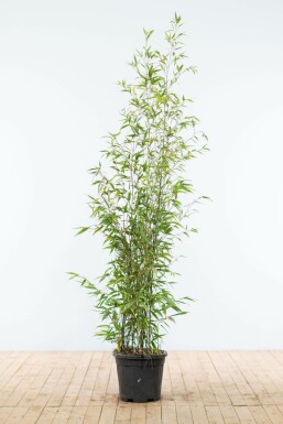 Schwarzer Bambus Phyllostachys Nigra Hecke 150-175 Topf Schwarzer Bambus / Phyllostachys Nigra 150-175 cm