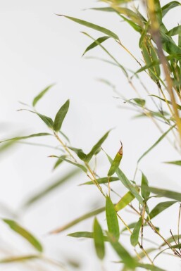 Schwarzer Bambus / Phyllostachys Nigra 150-175 cm