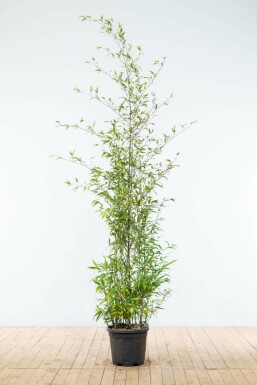 Schwarzer Bambus Phyllostachys Nigra Hecke 175-200 Topf