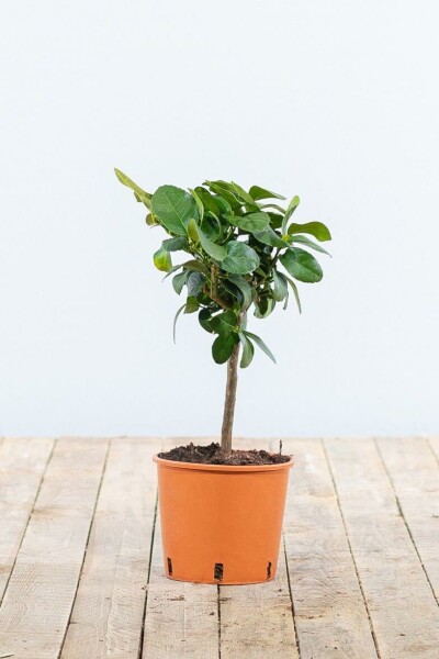 Echte Limette / Citrus Aurantifolia Ministamm 20-30 cm