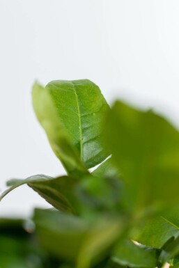Echte Limette / Citrus Aurantifolia Ministamm 20-30 cm