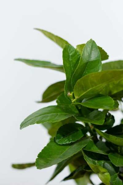 Echte Limette / Citrus Aurantifolia Ministamm 40-60 cm