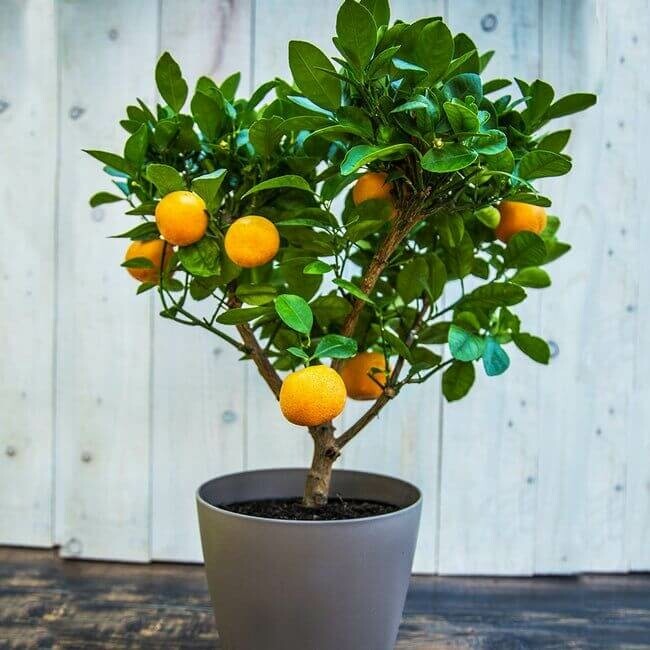 Clementinenbaum Citrus Clementine Mini-Stamm 40-60 Topf Clementinenbaum / Citrus Clementine Ministamm 40-60 cm