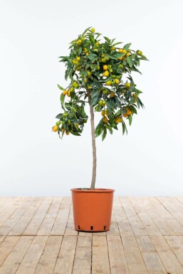 Marumikumquat Citrus Fortunella Kumquat Mini-Stamm 60-80 Topf Marumikumquat / Fortunella Margarita Kumquat Ministamm 60-80 cm