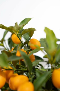 Marumikumquat Citrus Fortunella Kumquat Mini-Stamm 60-80 Topf Marumikumquat / Fortunella Margarita Kumquat Ministamm 60-80 cm
