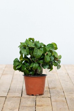 Zitronenbaum Citrus Limon Mini-Stamm 20-30 Topf Zitronenbaum / Citrus Limon Ministamm 20-30 cm