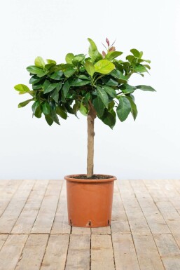 Zitronenbaum Citrus Limon Mini-Stamm 40-60 Topf Zitronenbaum / Citrus Limon Ministamm 40-60 cm