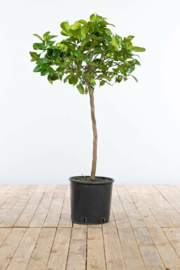 Zitronenbaum Citrus Limon Mini-Stamm 60-80 Topf Zitronenbaum / Citrus Limon Ministamm 60-80 cm