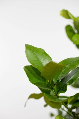 Zitronenbaum Citrus Limon Mini-Stamm 60-80 Topf Zitronenbaum / Citrus Limon Ministamm 60-80 cm