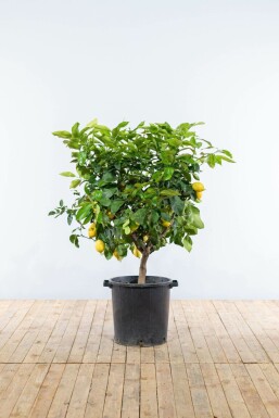 Zitronenbaum Citrus Limon Auf Stamm 10-15 150-175 Topf Zitronenbaum / Citrus Limon auf Stamm 150-175 cm