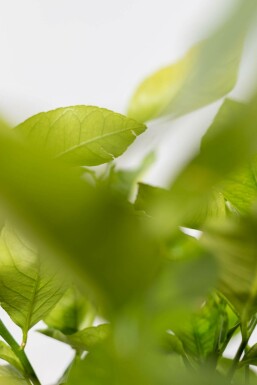 Zitronenbaum / Citrus Limon auf Stamm 175-200 cm