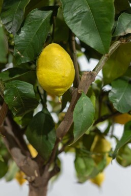 Zitronenbaum / Citrus Limon auf Stamm 175-200 cm