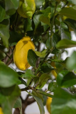 Zitronenbaum / Citrus Limon auf Stamm 175-200 cm