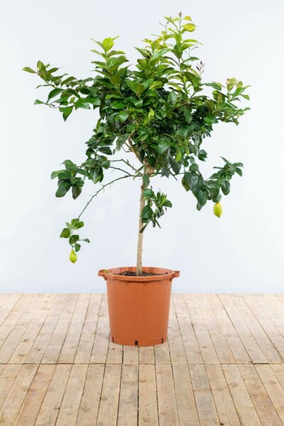 Zitronenbaum Citrus Limon Auf Stamm 5-10 125-150 Topf Zitronenbaum / Citrus Limon auf Stamm 125-150 cm