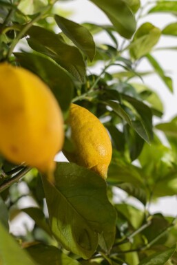 Zitronenbaum / Citrus Limon auf Stamm 125-150 cm
