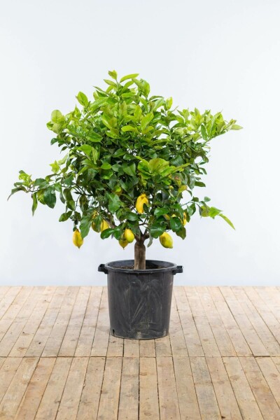 Zitronenbaum Citrus Limon Auf Stamm 50-60 175-200 Topf Zitronenbaum / Citrus Limon auf Stamm 175-200 cm