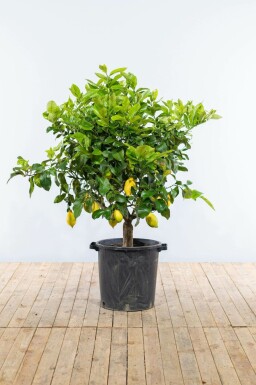 Zitronenbaum Citrus Limon Auf Stamm 50-60 175-200 Topf