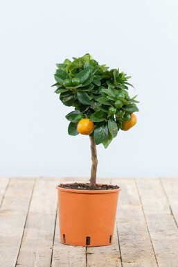 Calamondin Orange / Citrus Mitis Calamondin Ministamm