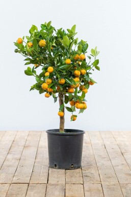 Zitronenbaum Citrus Mitis Calamondin Mini-Stamm 60-80 Topf