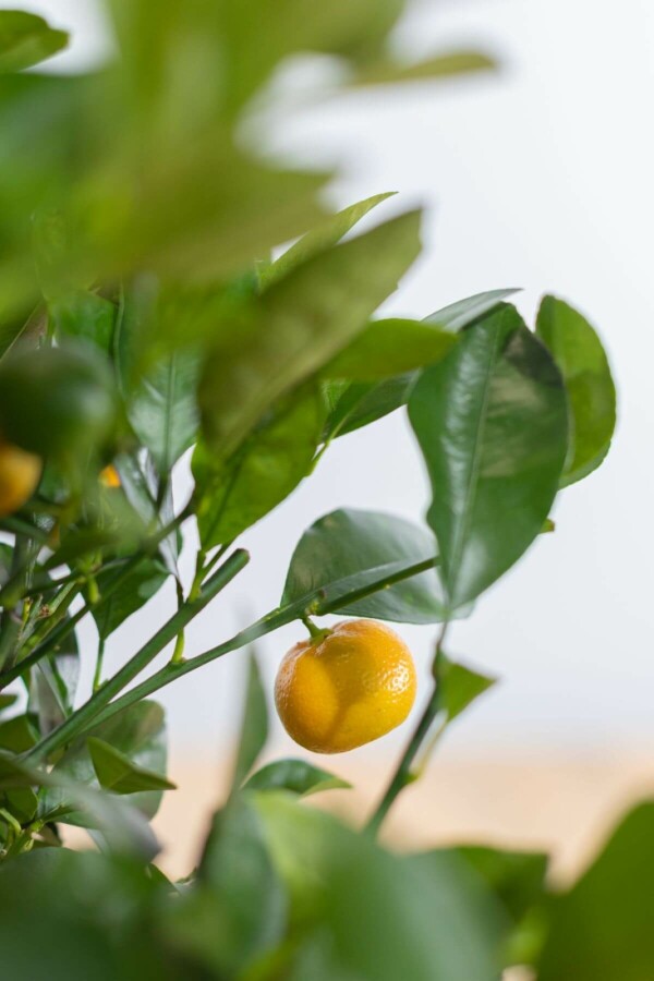 Zitronenbaum Citrus Mitis Calamondin Mini-Stamm 60-80 Topf Calamondin Orange / Citrus Mitis Calamondin Ministamm 60-80 cm