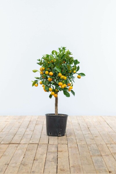 Zitronenbaum Citrus Mitis Calamondin Mini-Stamm 80-100 Topf Calamondin Orange / Citrus Mitis Calamondin Ministamm 80-100 cm