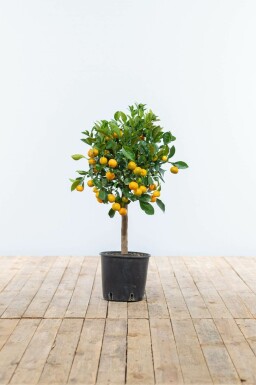 Calamondin Orange / Citrus Mitis Calamondin Ministamm