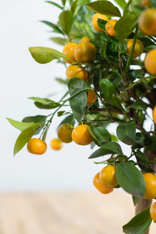 Zitronenbaum Citrus Mitis Calamondin Mini-Stamm 80-100 Topf Calamondin Orange / Citrus Mitis Calamondin Ministamm 80-100 cm