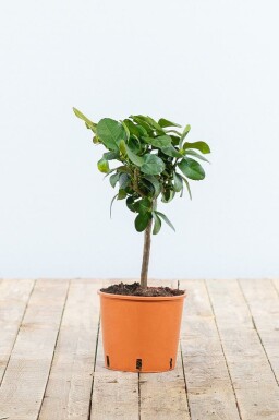 Orangenbaum Citrus Sinensis Mini-Stamm 20-30 Topf Orangenbaum / Citrus Sinensis Ministamm 20-30 cm