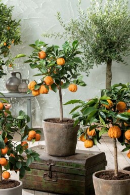 Orangenbaum Citrus Sinensis Mini-Stamm 60-80 Topf Orangenbaum / Citrus Sinensis Ministamm 60-80 cm