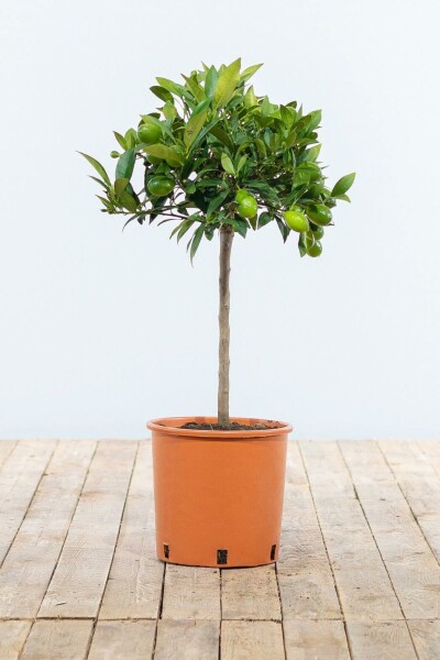 Orangenbaum Citrus Sinensis Mini-Stamm 80-100 Topf Orangenbaum / Citrus Sinensis Ministamm 80-100 cm