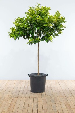 Orangenbaum / Citrus Sinensis auf Stamm 150-175 cm