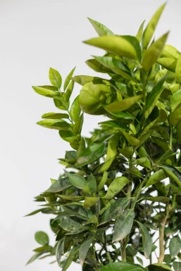 Orangenbaum Citrus Sinensis Auf Stamm 10-15 150-175 Topf Orangenbaum / Citrus Sinensis auf Stamm 150-175 cm