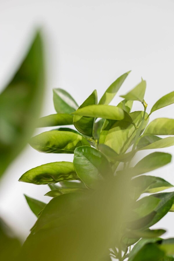 Orangenbaum Citrus Sinensis Auf Stamm 20-30 175-200 Topf Orangenbaum / Citrus Sinensis auf Stamm 175-200 cm