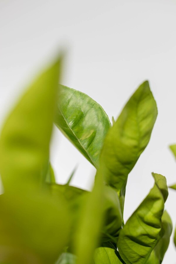 Orangenbaum Citrus Sinensis Auf Stamm 50-60 175-200 Topf Orangenbaum / Citrus Sinensis auf Stamm 175-200 cm