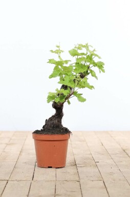 Weinrebe Vitis Vinifera Bonsai 20-40 Topf