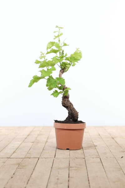 Weinrebe Vitis Vinifera Bonsai 40-60 Topf Weinrebe / Vitis Vinifera bonsai 40-60 cm
