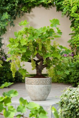 Weinrebe Vitis Vinifera Bonsai 40-60 Topf Weinrebe / Vitis Vinifera bonsai 40-60 cm